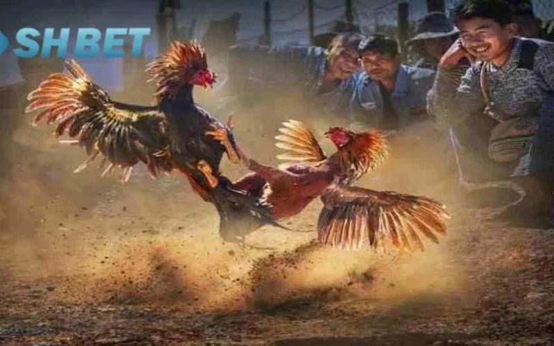 Đặc điểm nổi bật của đá gà Shbet